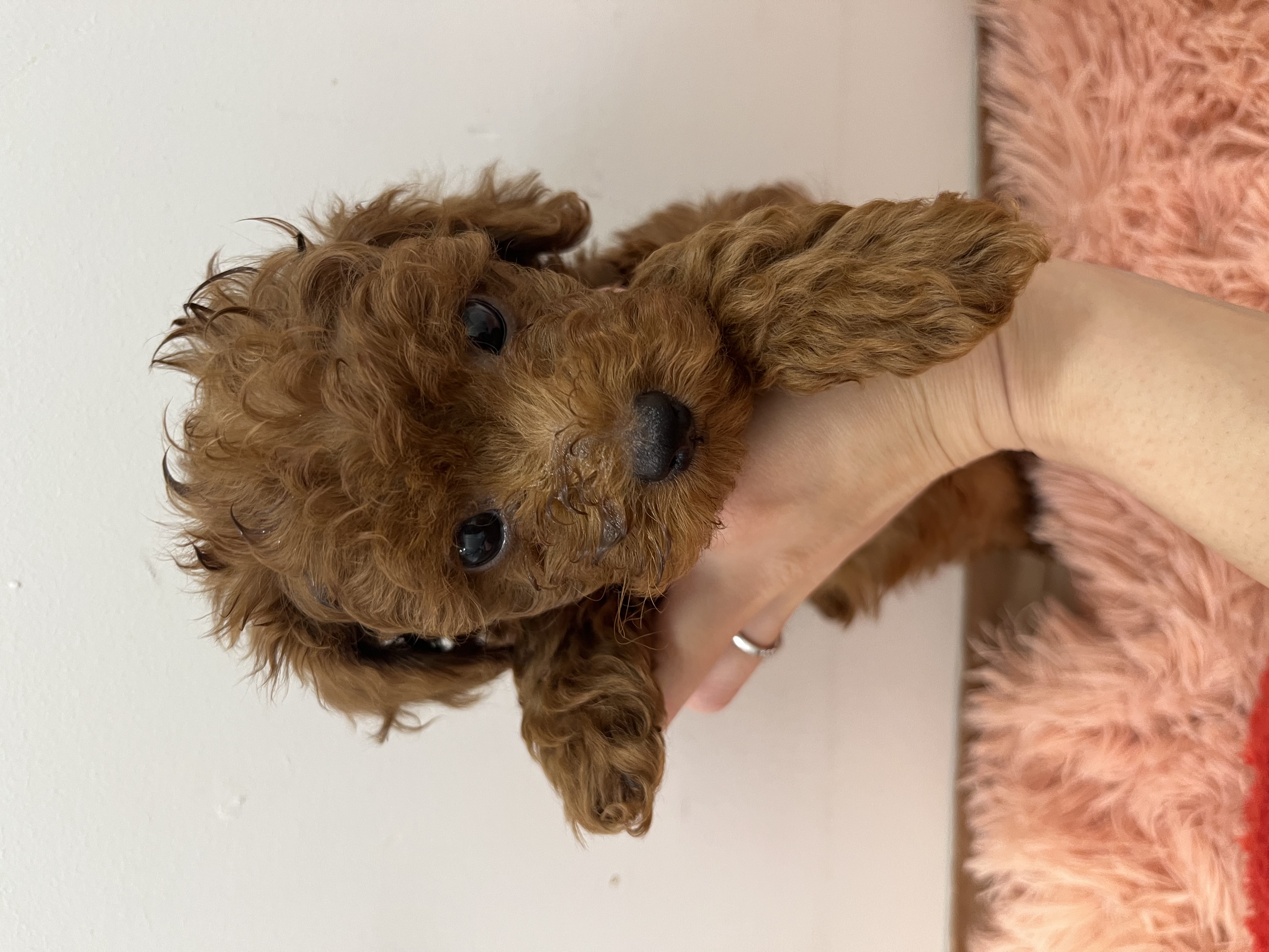 静岡県のトイプードル(トイ) (ペッツワン磐田店/2026年1月30日生まれ/男の子/レッド)の子犬